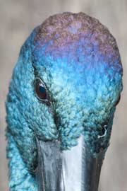 jabiru