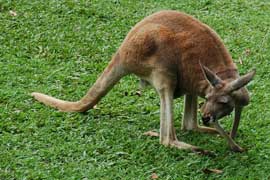 kangaroo