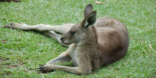 kangaroo