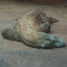 komodo dragon