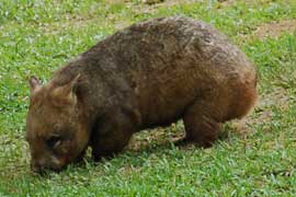wombat