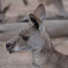 kangaroo