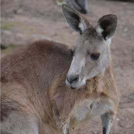 kangaroo