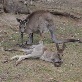 kangaroo