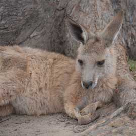 kangaroo