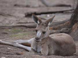 kangaroo