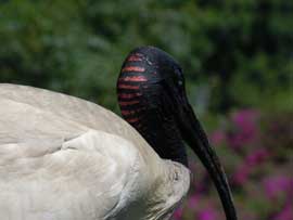 ibis