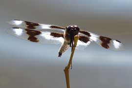 dragonfly