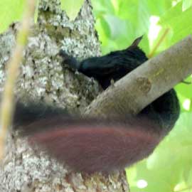 black squirrel