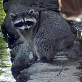 raccoon