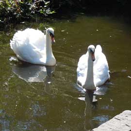 swans