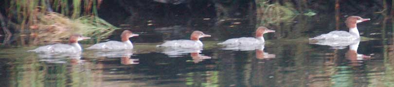 common merganser