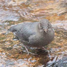 dipper