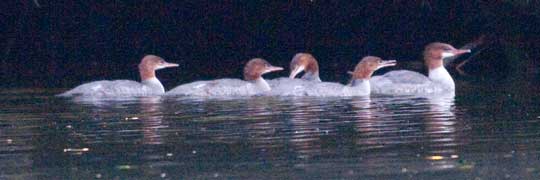 merganser