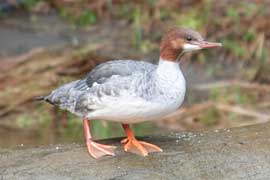 merganser