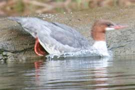 merganser