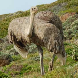 ostrich