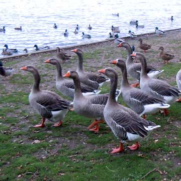geese