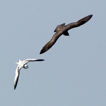 Arctic Skua