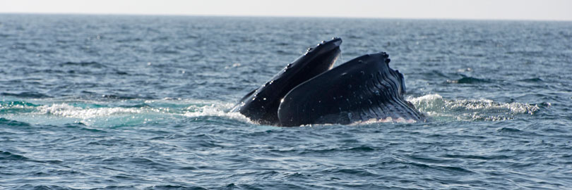 humpback