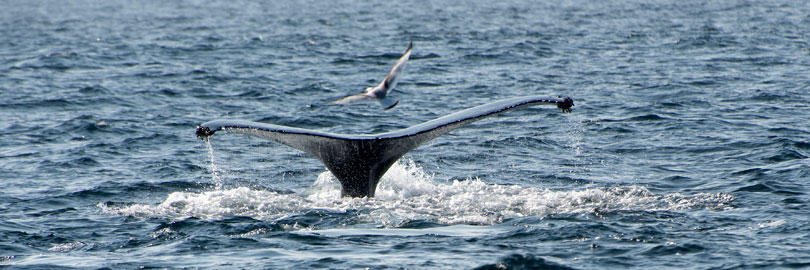 humpback