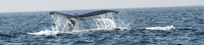 humpback