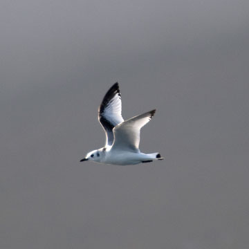 gull