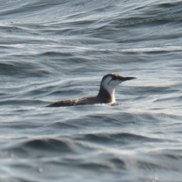 guillemot
