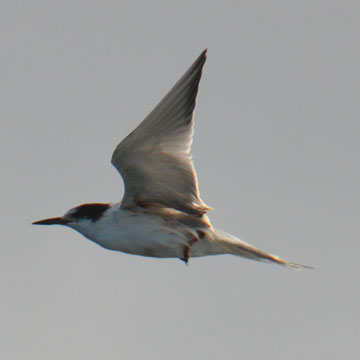 tern