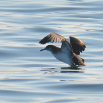 guillemot