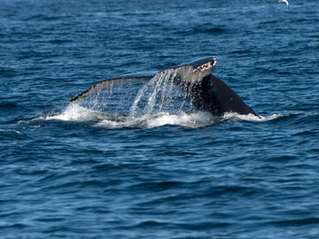 humpback