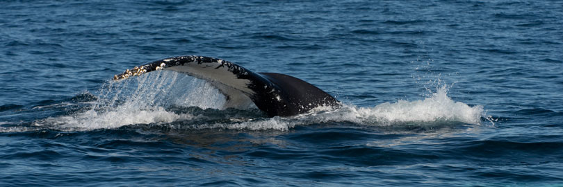 humpback