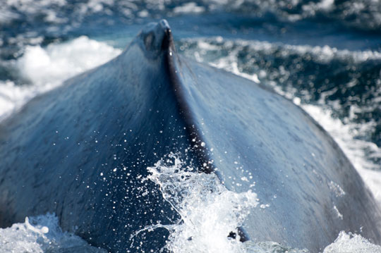 humpback