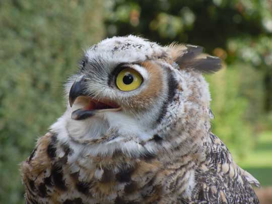 horned owl