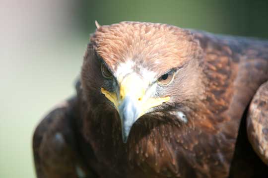 eagle