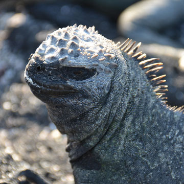 iguana