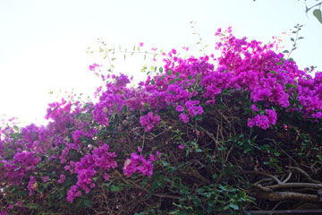 bougainvillea