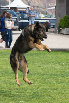 police dog