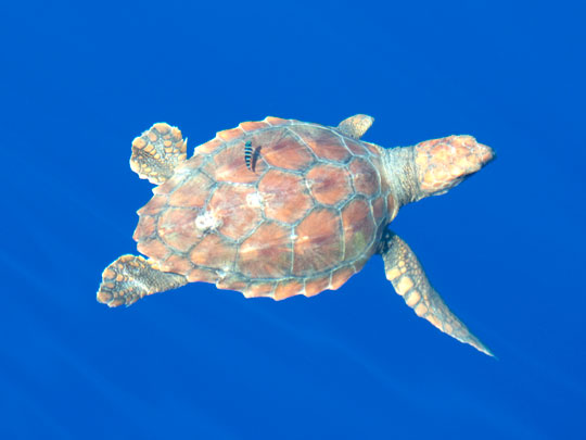 turtle