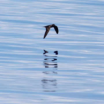 petrel