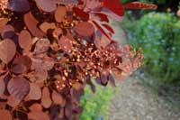 cotinus