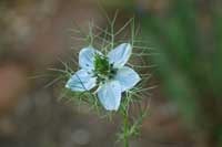nigella2