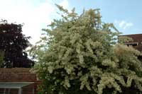 pyracantha