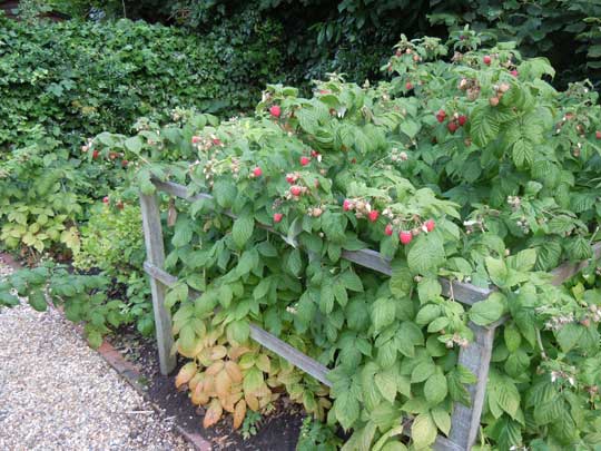 fruit beds