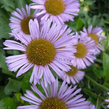 erigeron