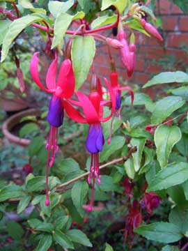 fuchsia