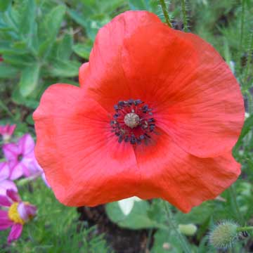 poppy
