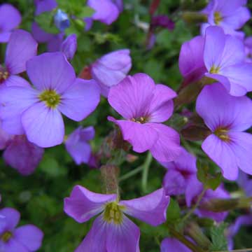 aubretia
