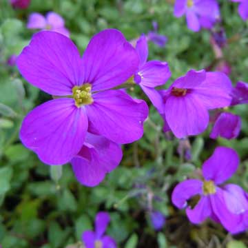 aubretia