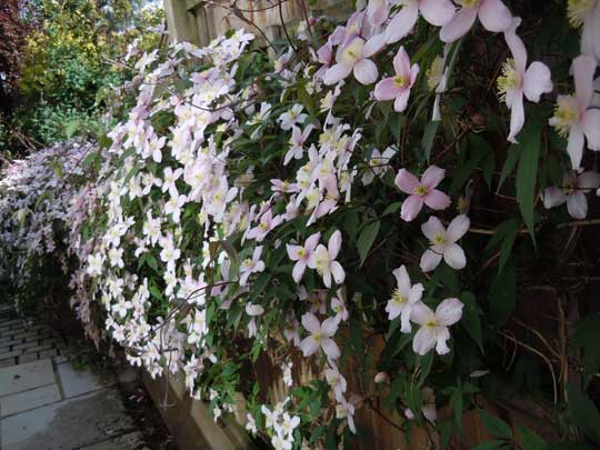 clematis